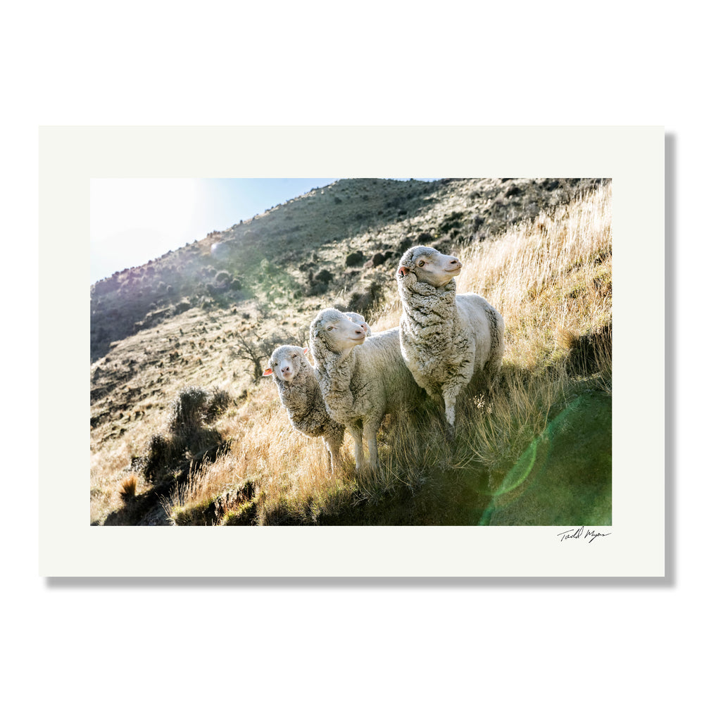 New Zealand Sheep Farms - 10