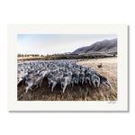 New Zealand Sheep Farms - 12