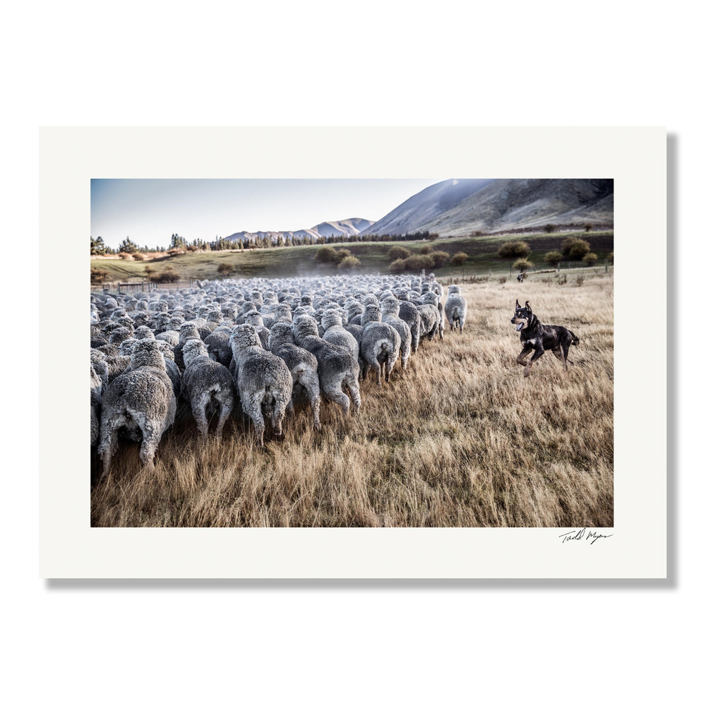 New Zealand Sheep Farms - 13