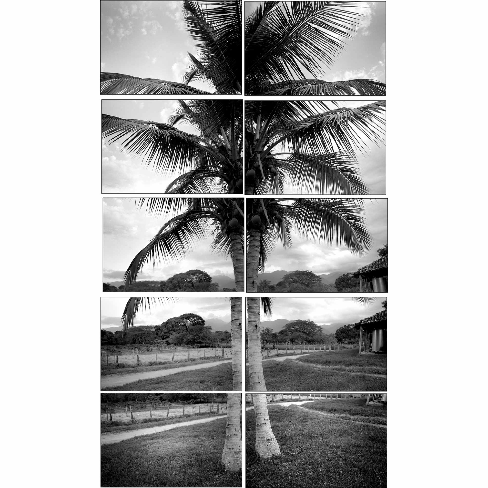 Coconut Tree, Rancho El Paraiso, Honduras print, photo by Tadd Myers
