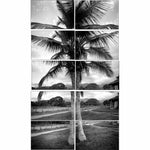 Honduras - Coconut Tree, Rancho El Paraiso, Honduras