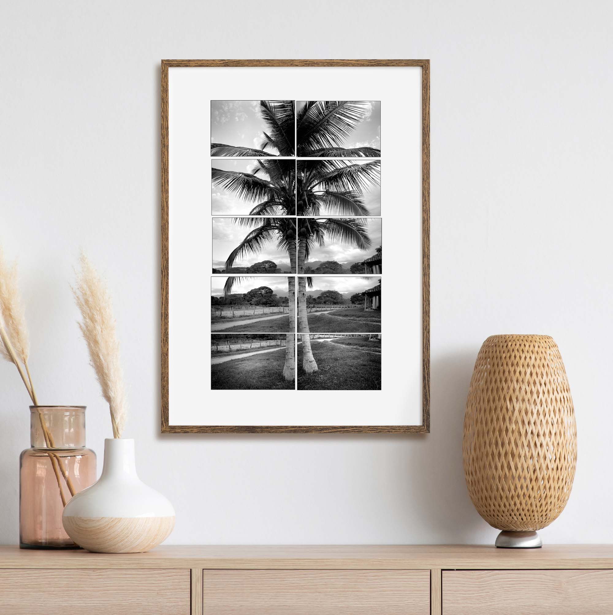 Coconut Tree, Rancho El Paraiso, Honduras print, photo by Tadd Myers