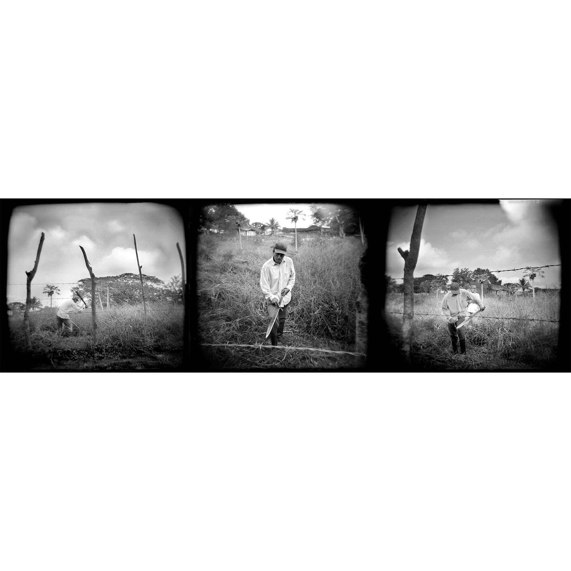 Pineapple Harvest, Rancho El Paraiso, Honduras print, by Tadd Myers