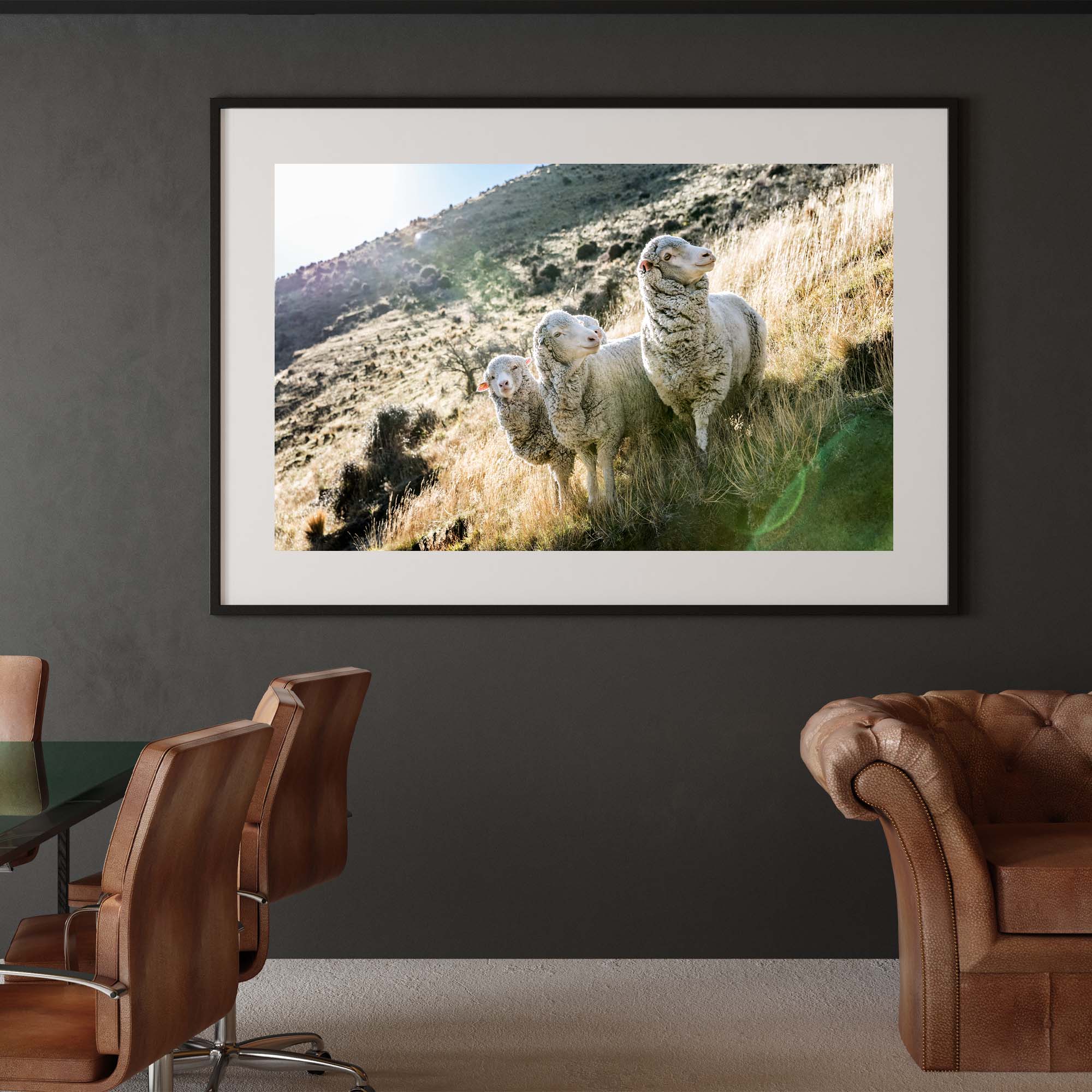 New Zealand Sheep Farm - 3 sheep, Tadd Myers Photography