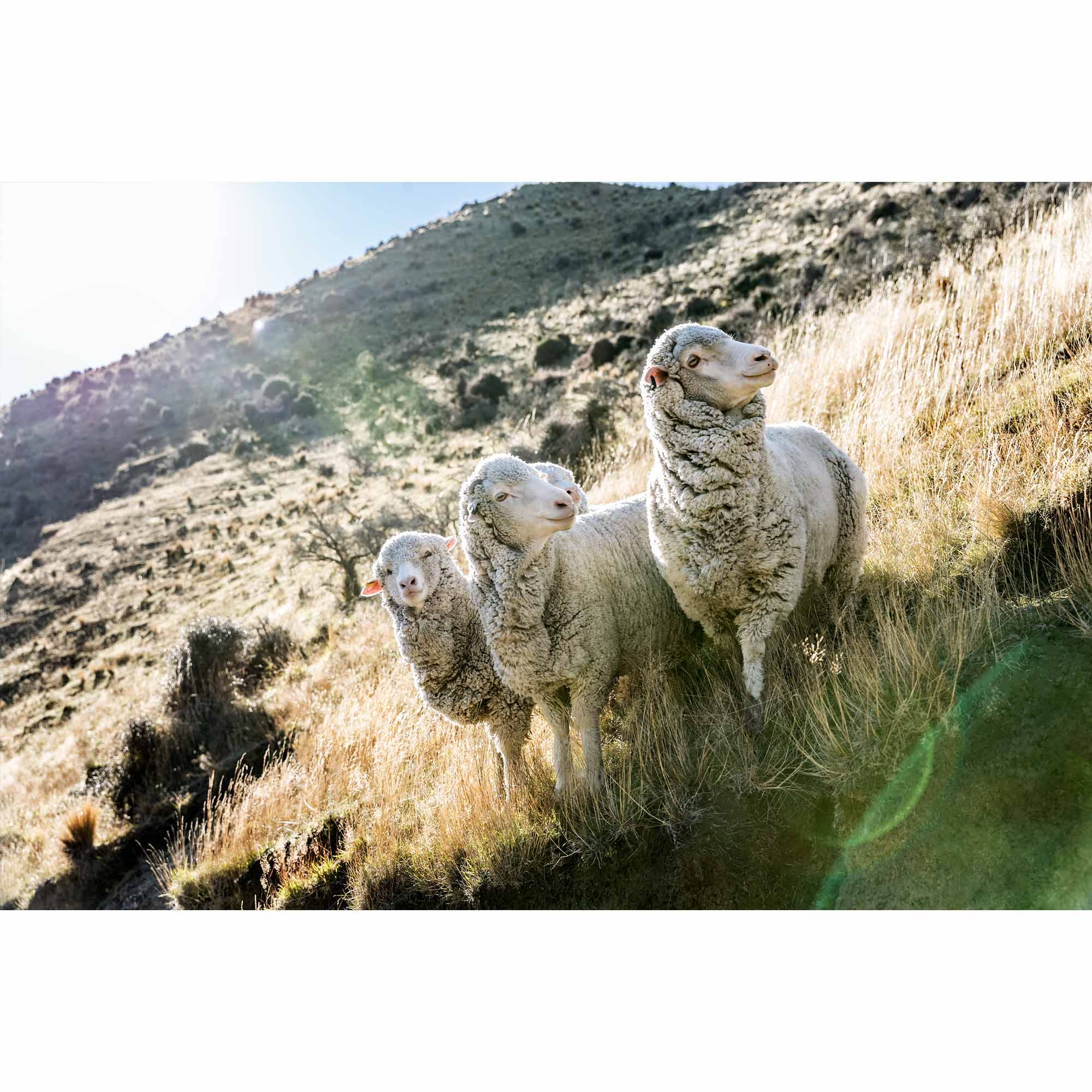 New Zealand Sheep Farm - 3 sheep, Tadd Myers Photography