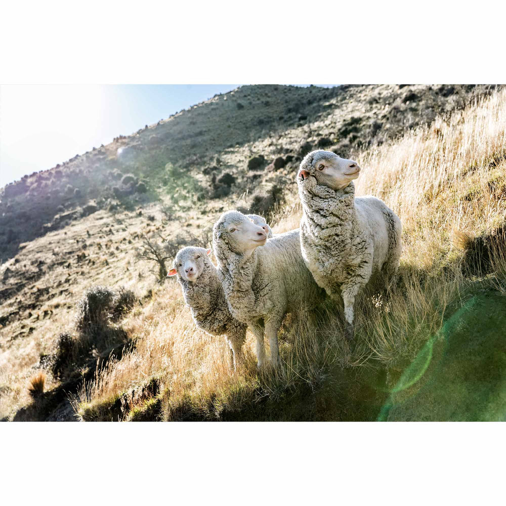 New Zealand Sheep Farms - 10