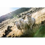 New Zealand Sheep Farms - 10