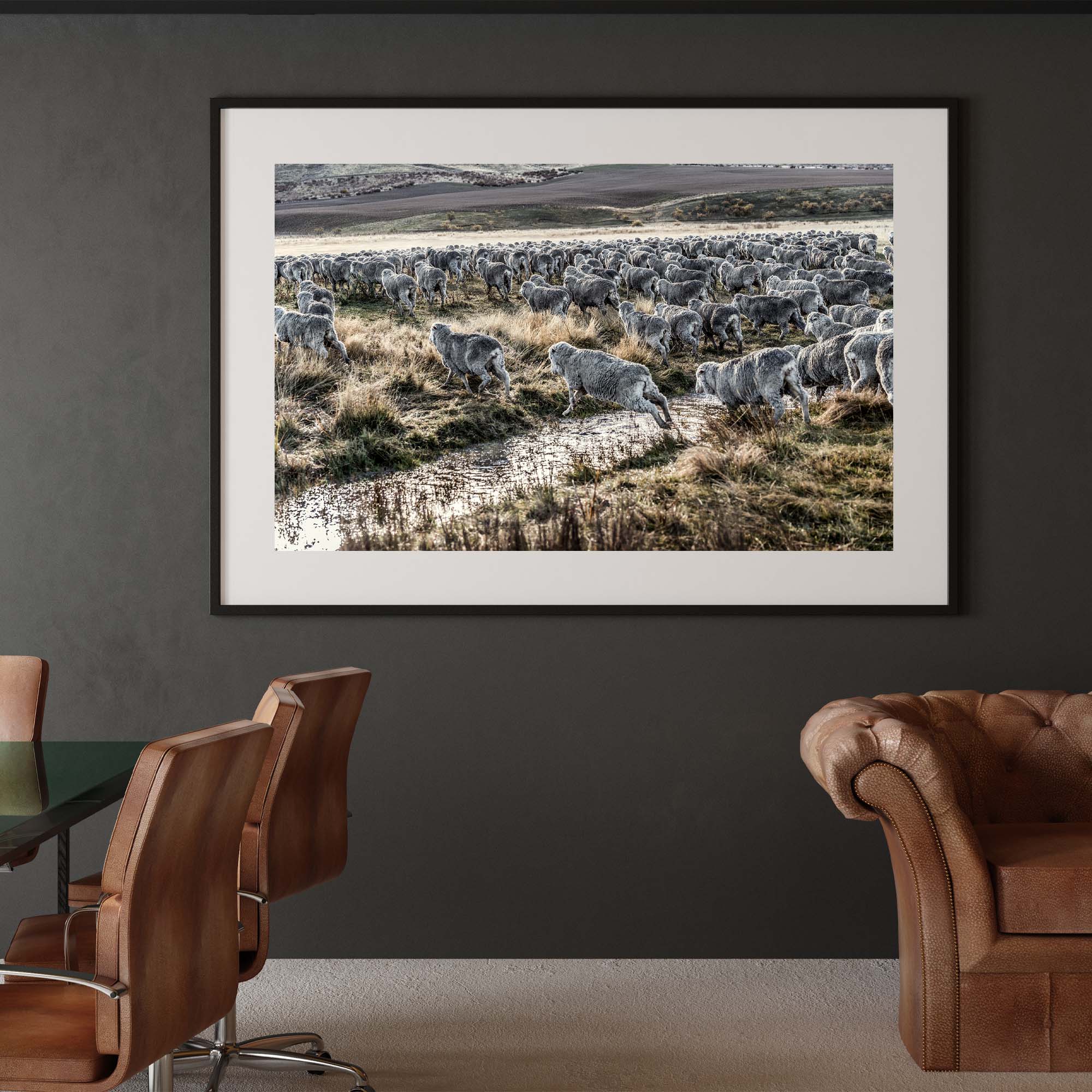 New Zealand Sheep Farm, Tadd Myers Photography