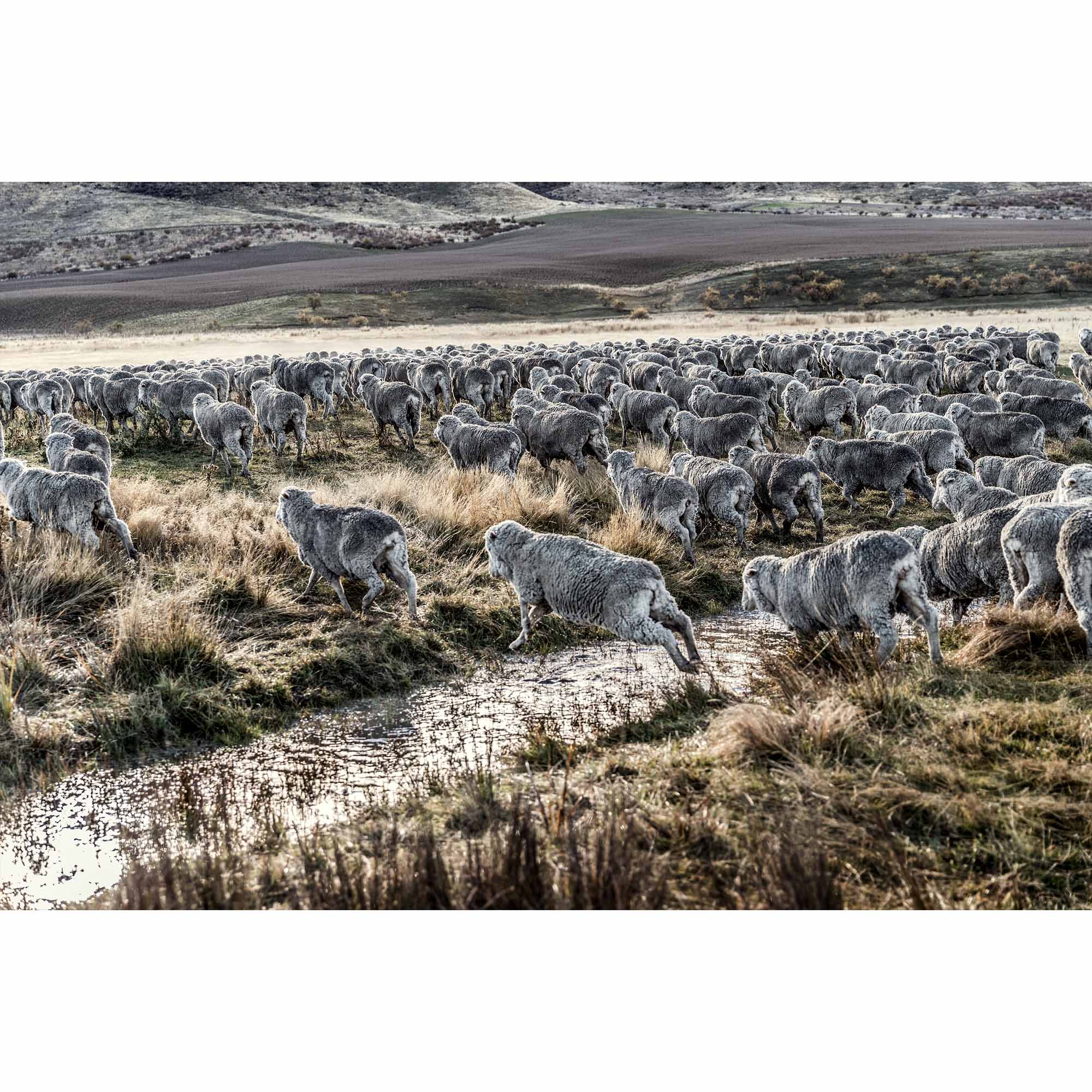 New Zealand Sheep Farm, Tadd Myers Photography