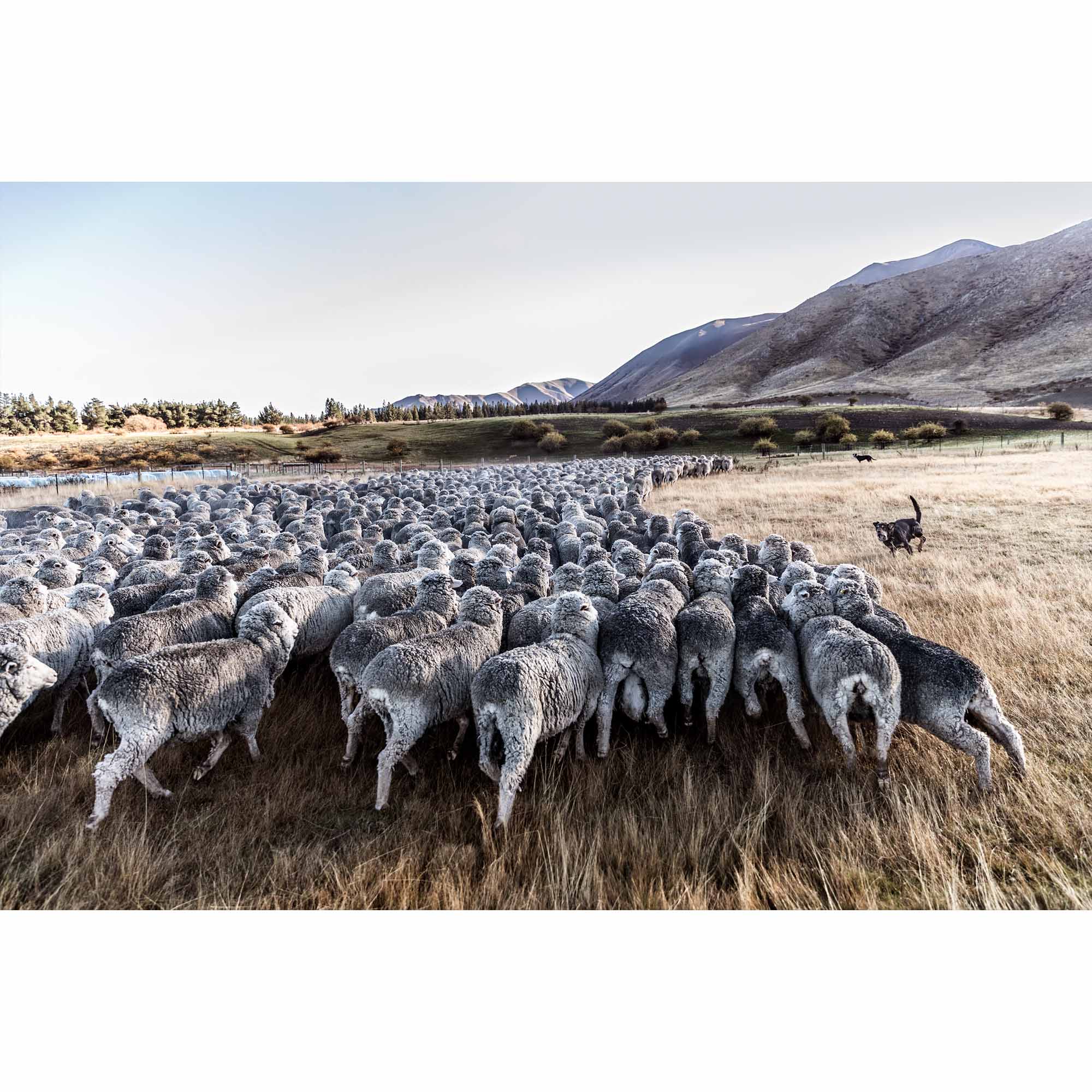 New Zealand Sheep Farm, Tadd Myers Photography