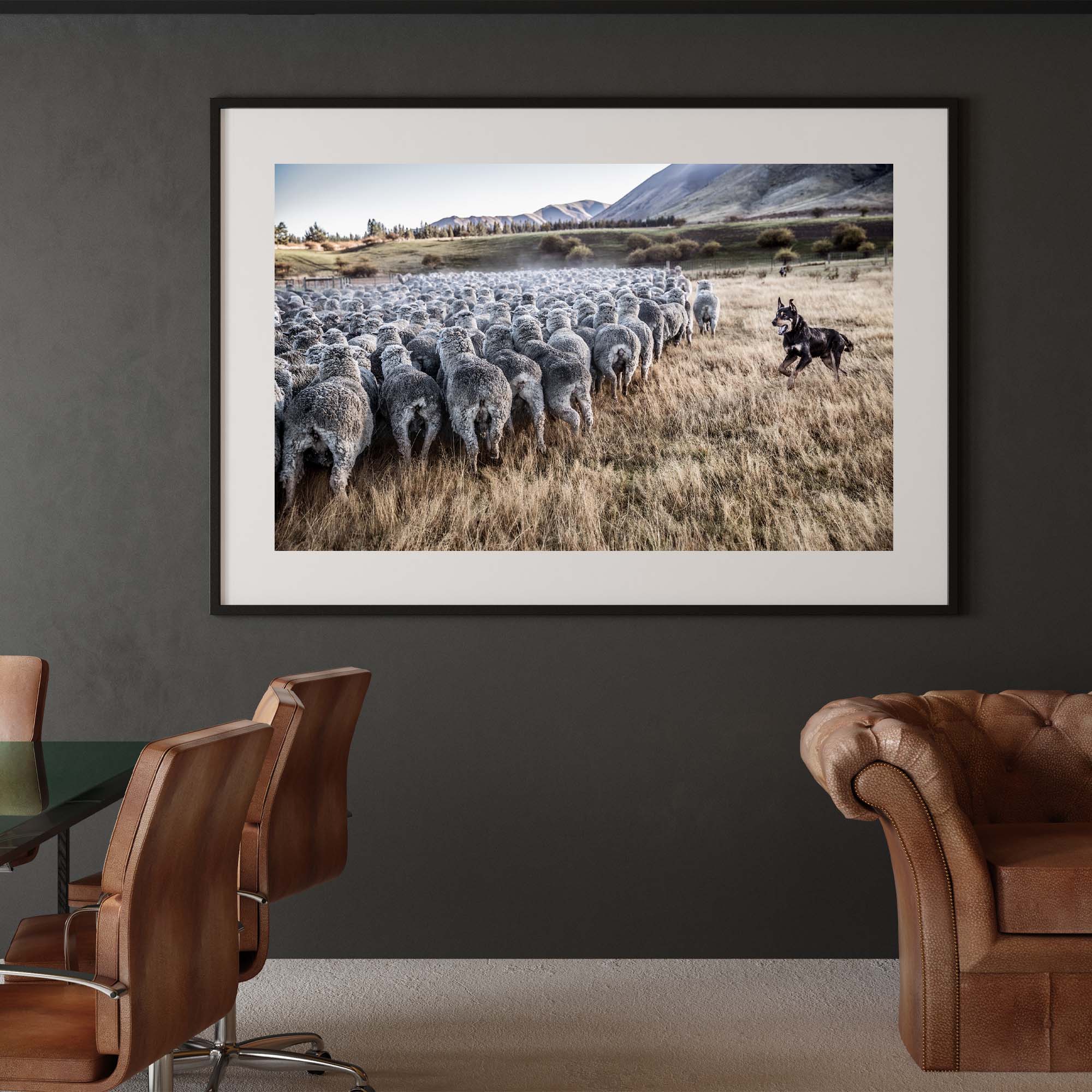 New Zealand Sheep Farm, Tadd Myers Photography