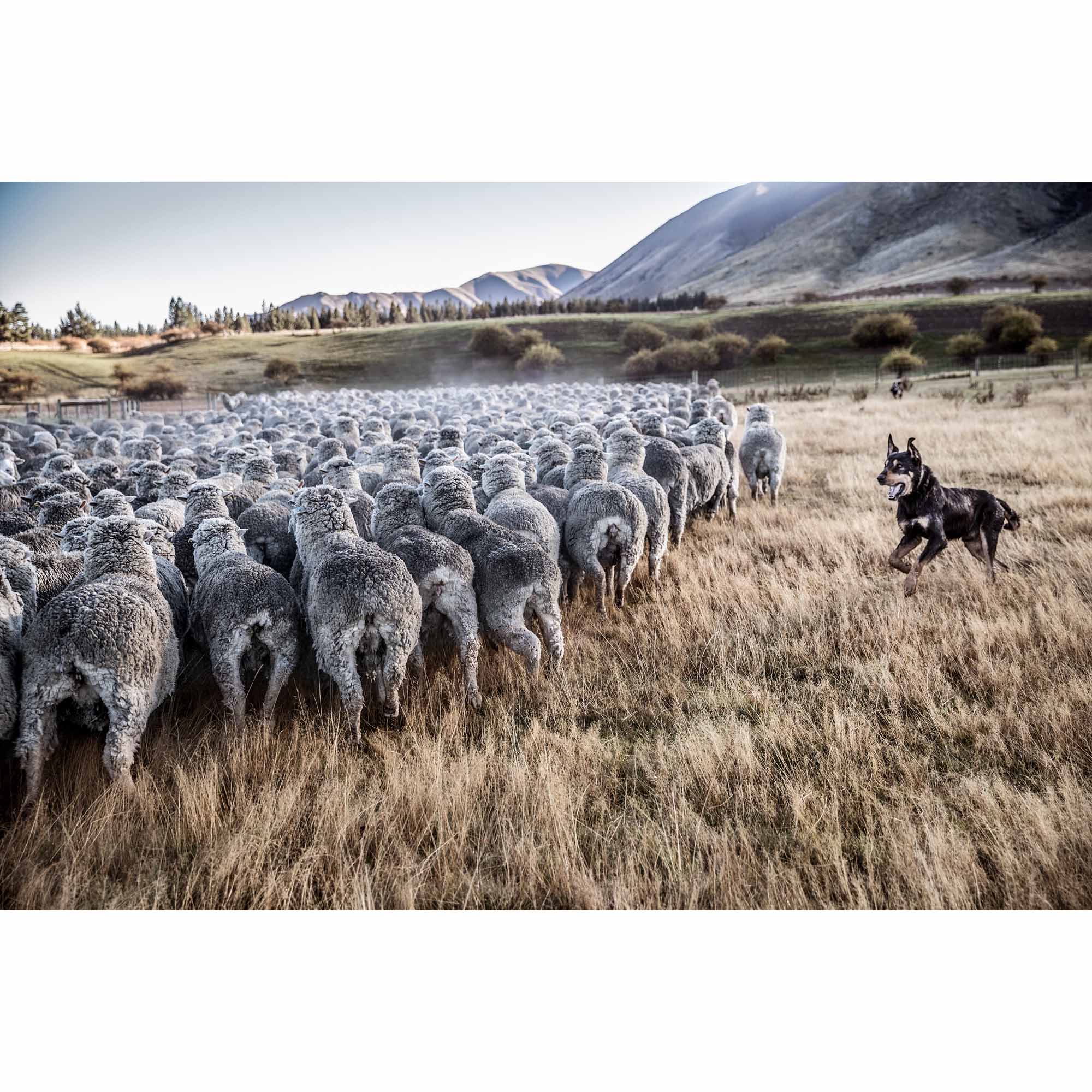 New Zealand Sheep Farm, Tadd Myers Photography