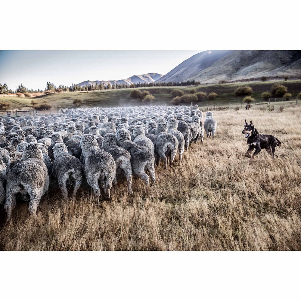 New Zealand Sheep Farms - 13