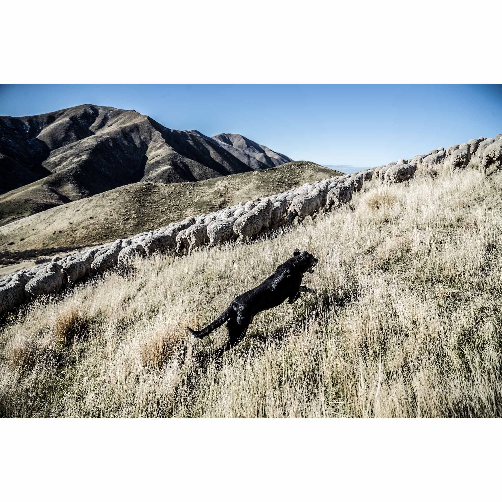 New Zealand Sheep Farm, Tadd Myers Photography