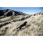 New Zealand Sheep Farms - 14
