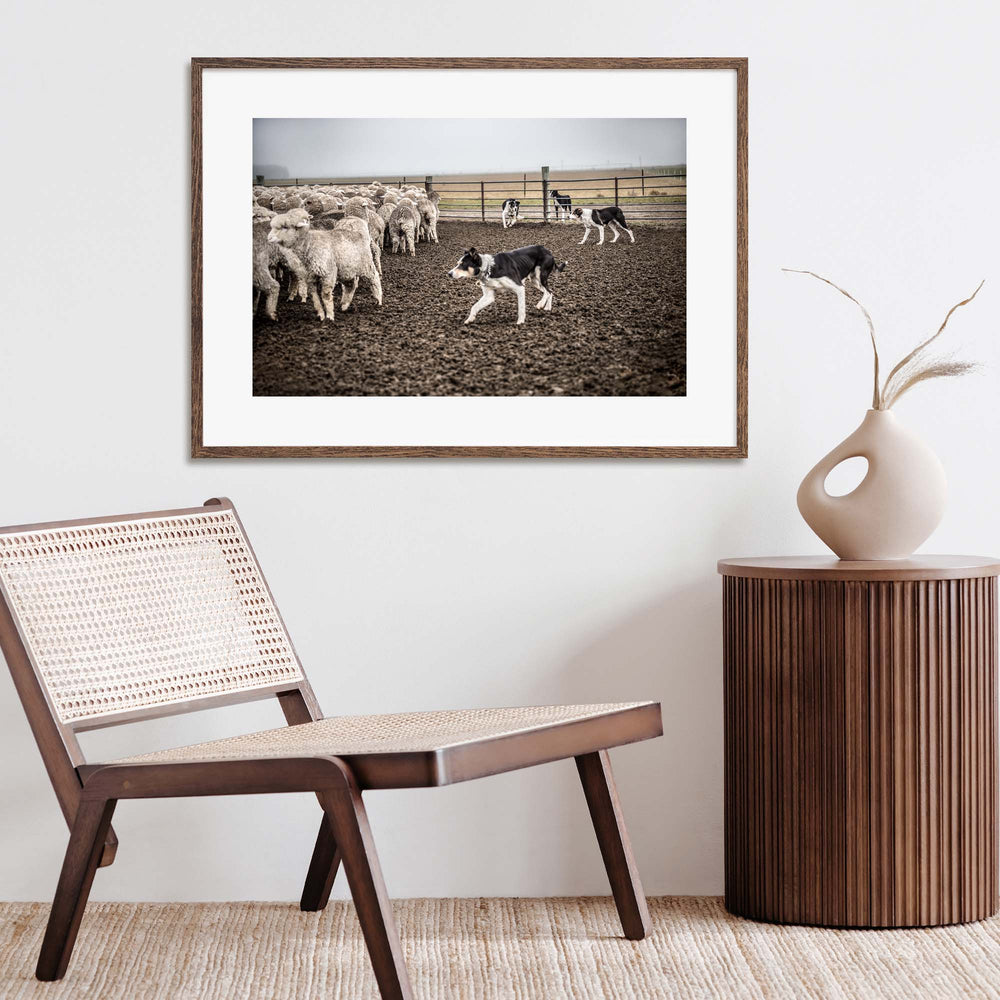 New Zealand Sheep Farm, Tadd Myers Photography