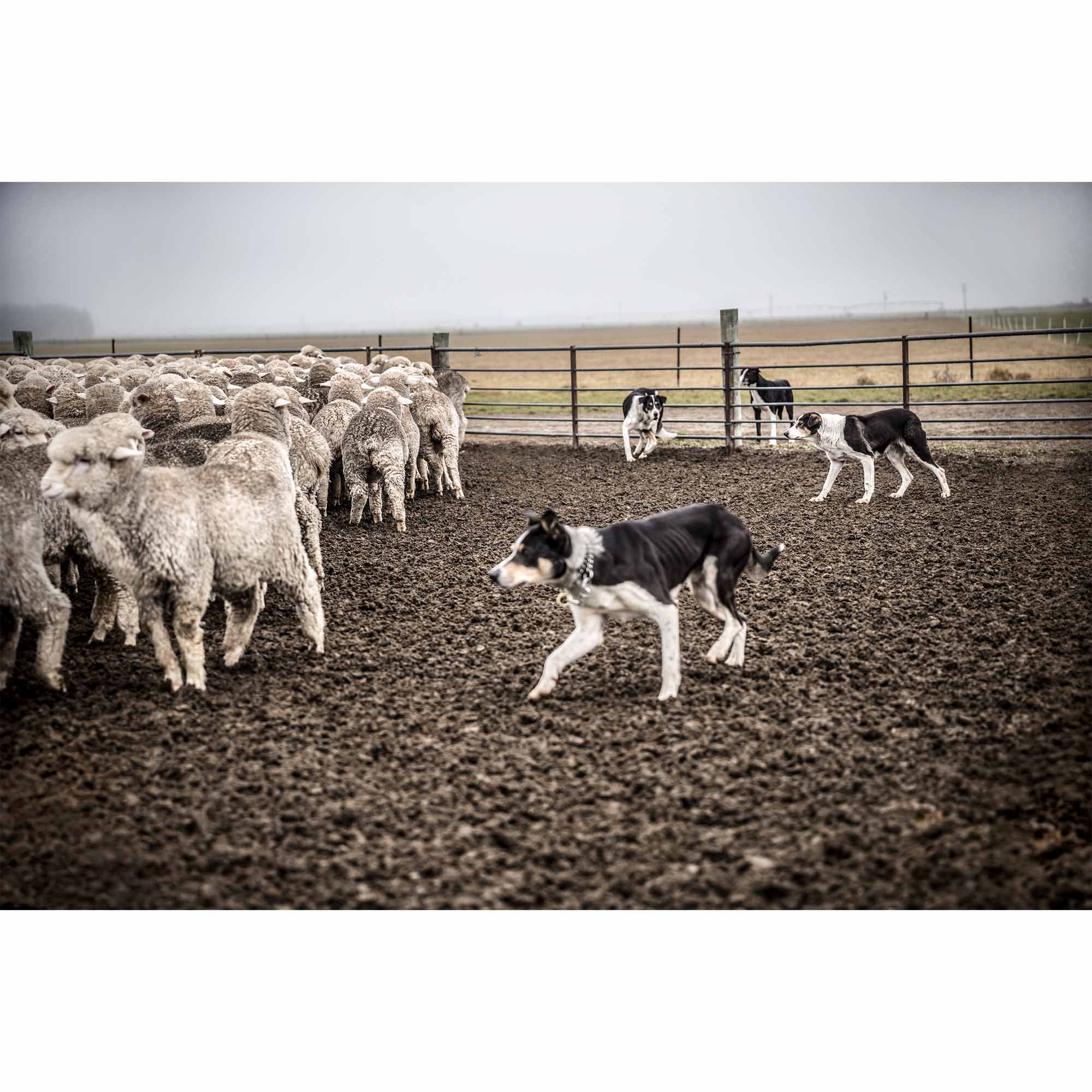 New Zealand Sheep Farm, Tadd Myers Photography
