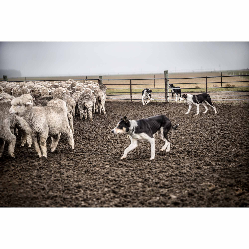 New Zealand Sheep Farms - 15