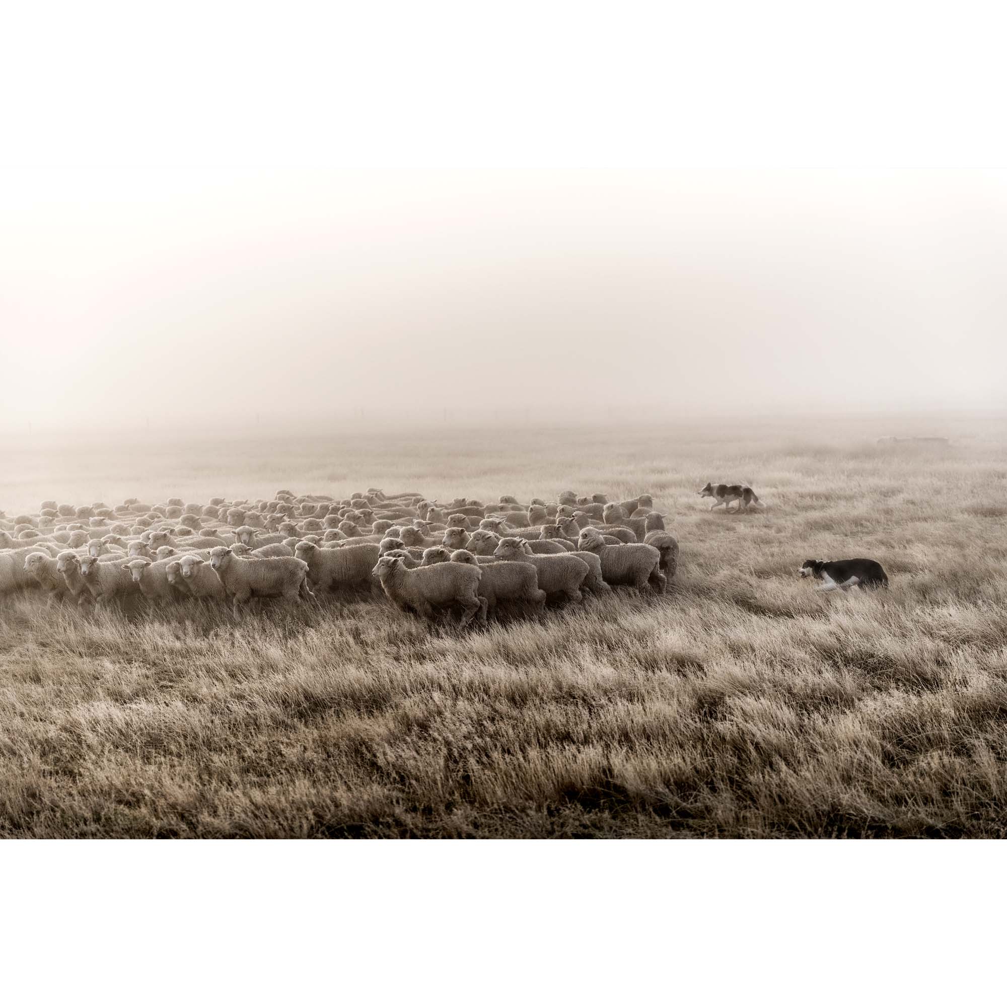 New Zealand Sheep Farm, Tadd Myers Photography