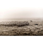 New Zealand Sheep Farms - 1