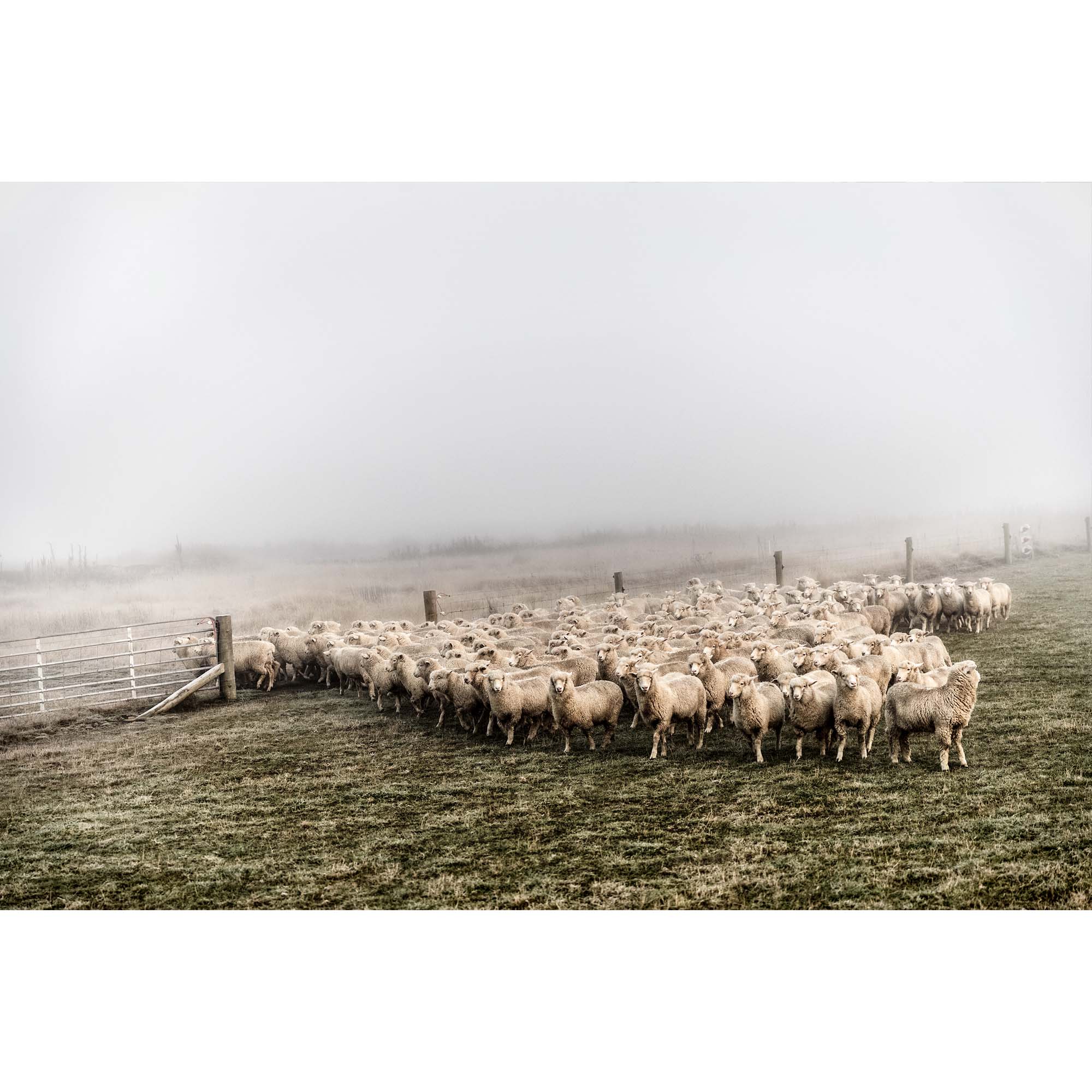 New Zealand Sheep Farm, Tadd Myers Photography