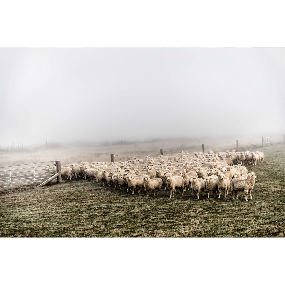 New Zealand Sheep Farms - 2