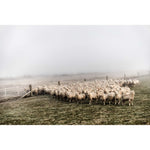New Zealand Sheep Farms - 2