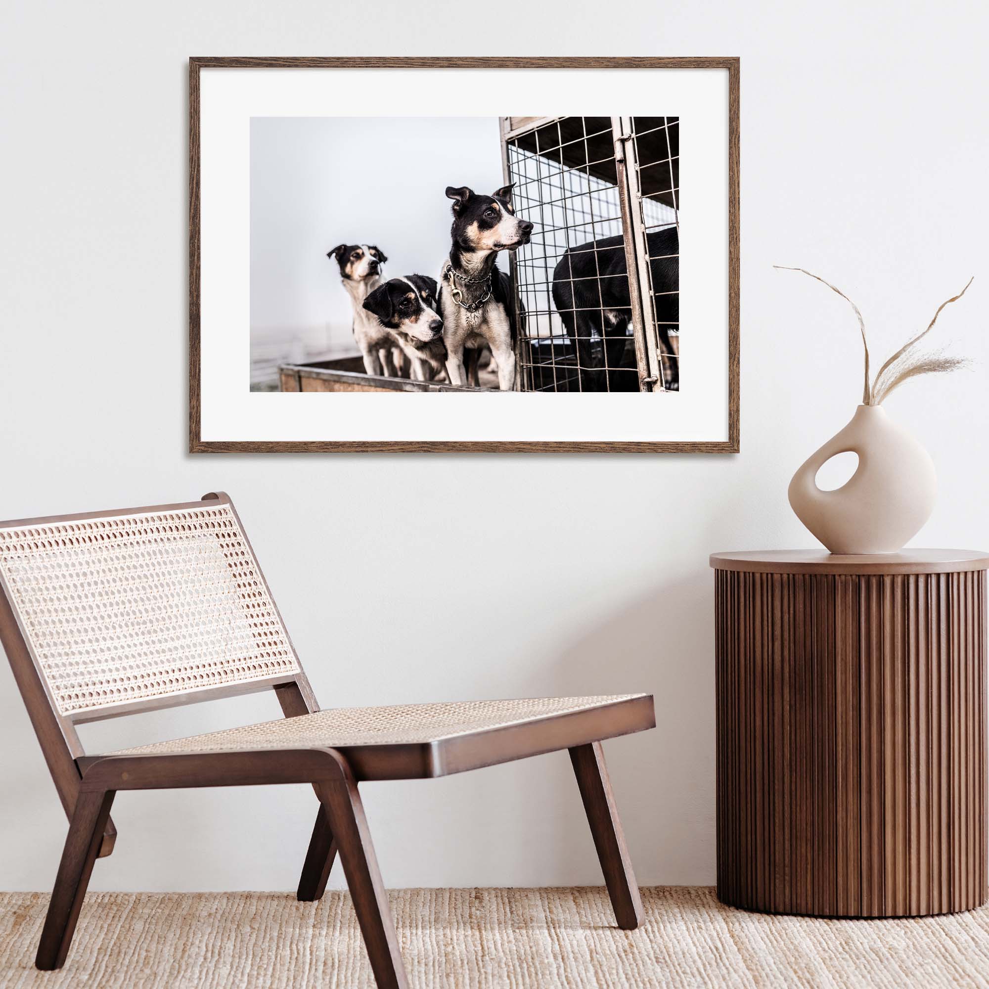 Dogs on a truck at New Zealand Sheep Farm, Tadd Myers Photography