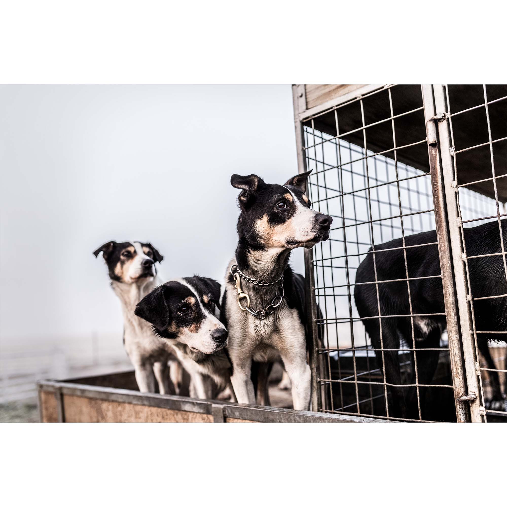 Dogs on a truck at New Zealand Sheep Farm, Tadd Myers Photography
