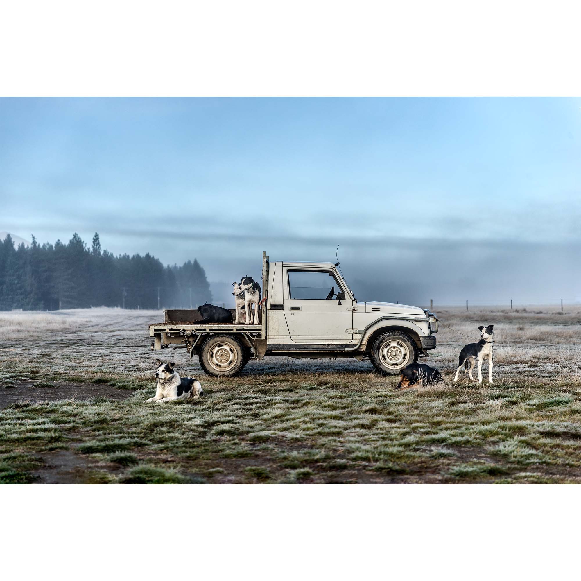 New Zealand Sheep Farm, Tadd Myers Photography