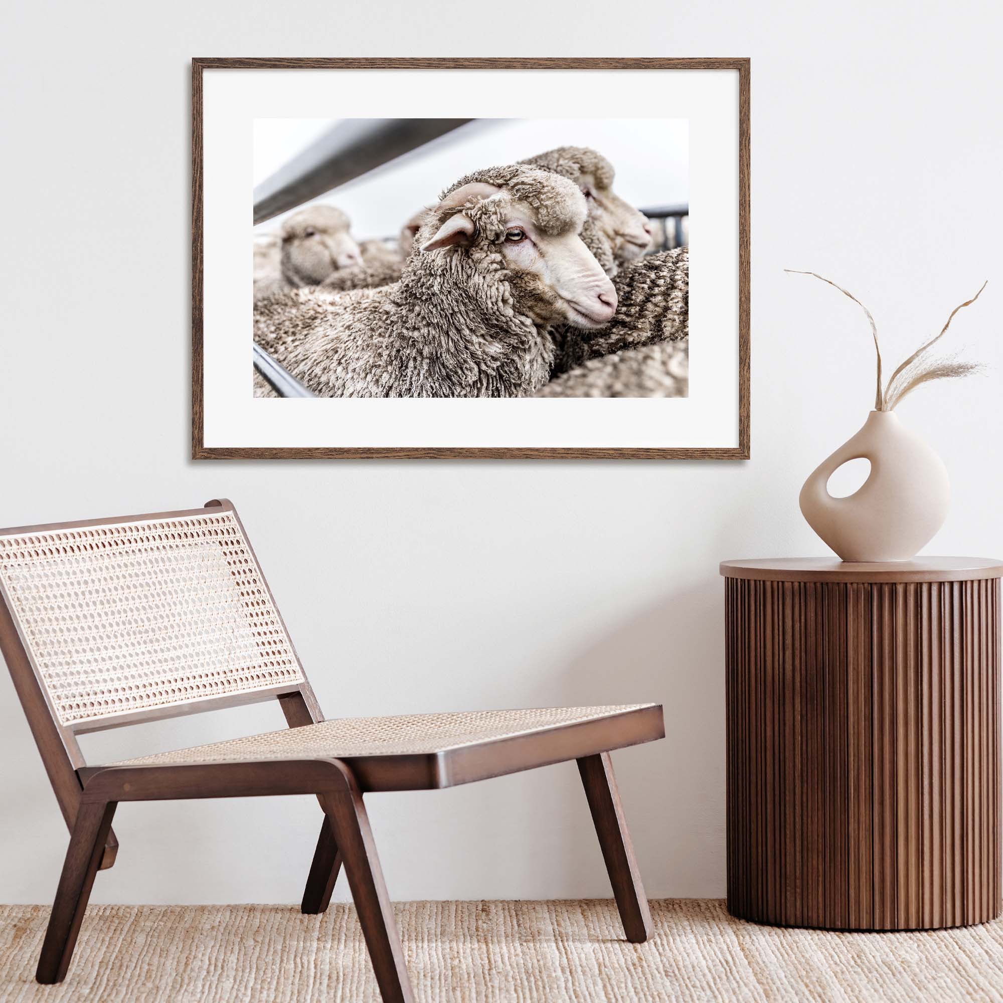 New Zealand Sheep Farm, Tadd Myers Photography