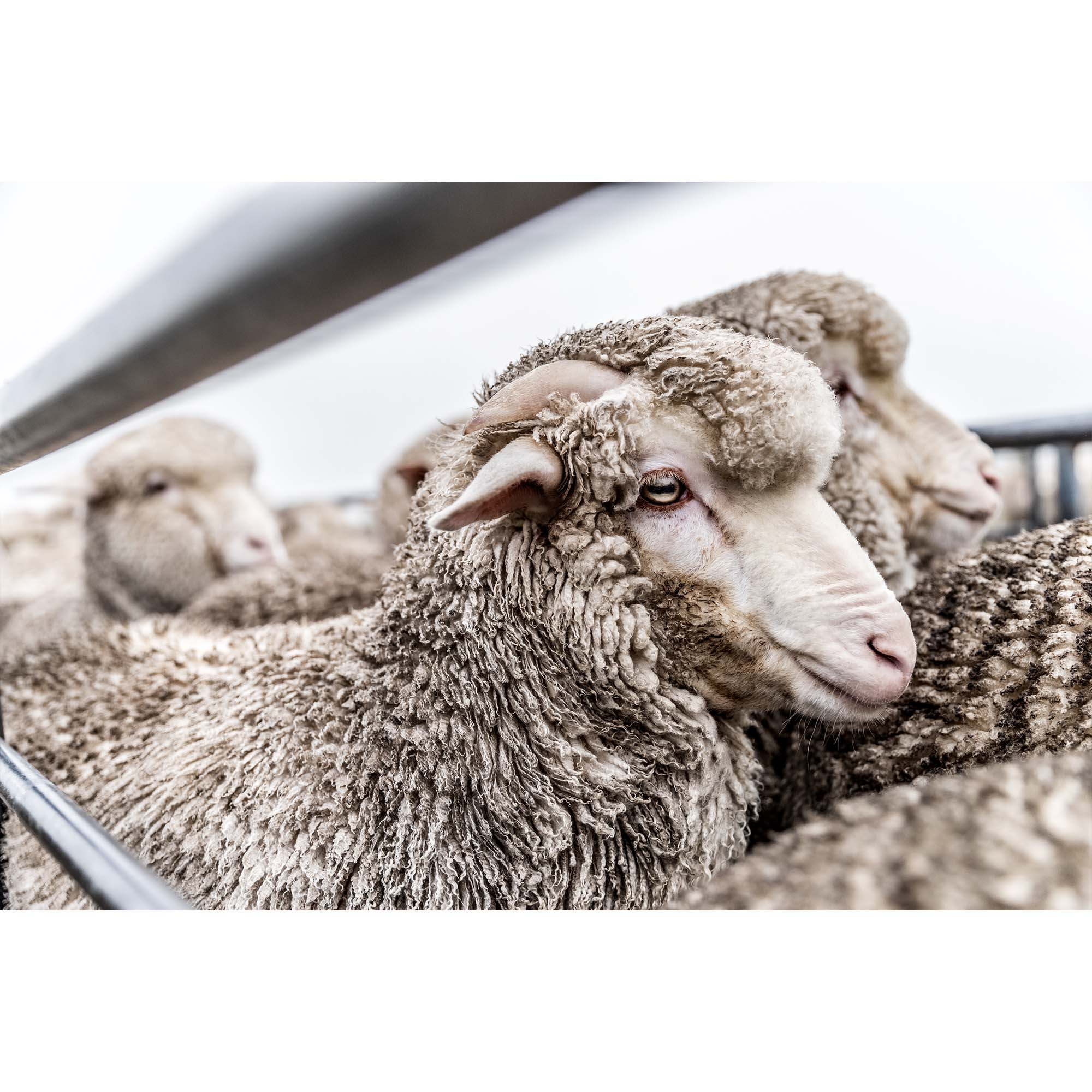 New Zealand Sheep Farm, Tadd Myers Photography