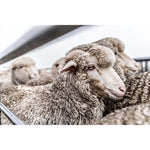 New Zealand Sheep Farms - 5