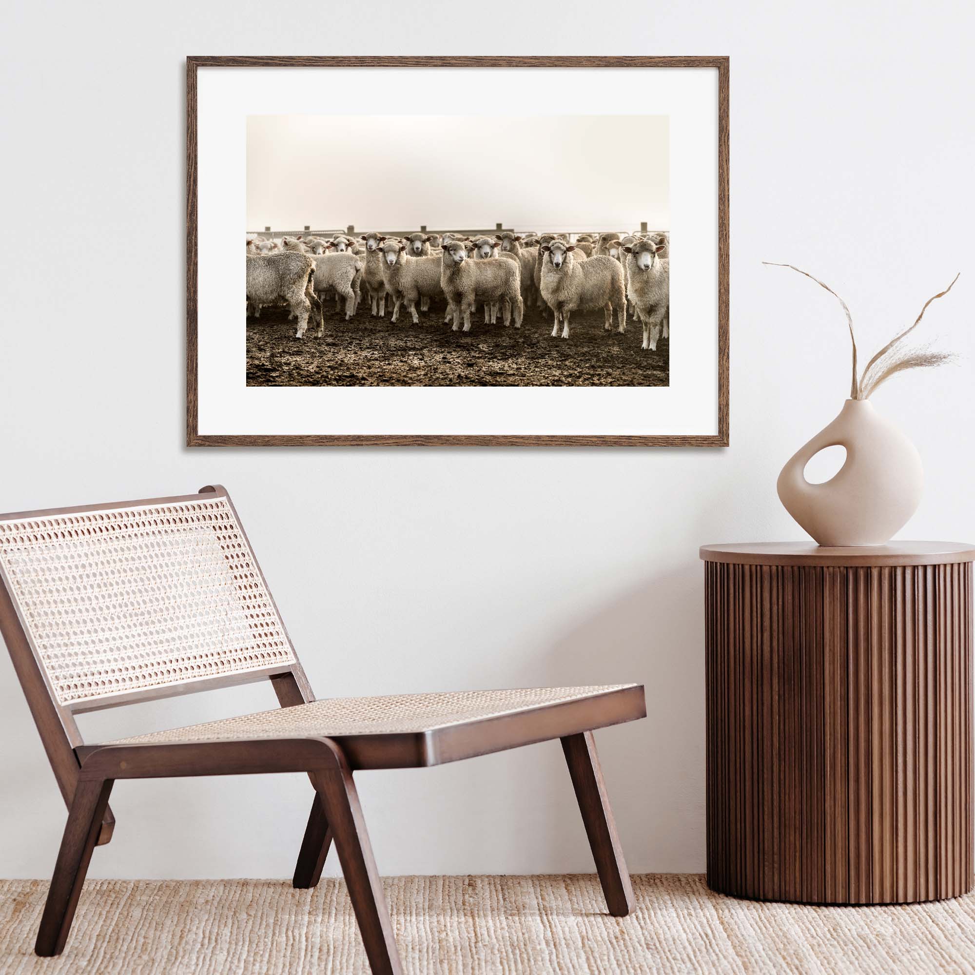 Sheep at New Zealand Sheep Farm, Tadd Myers Photography