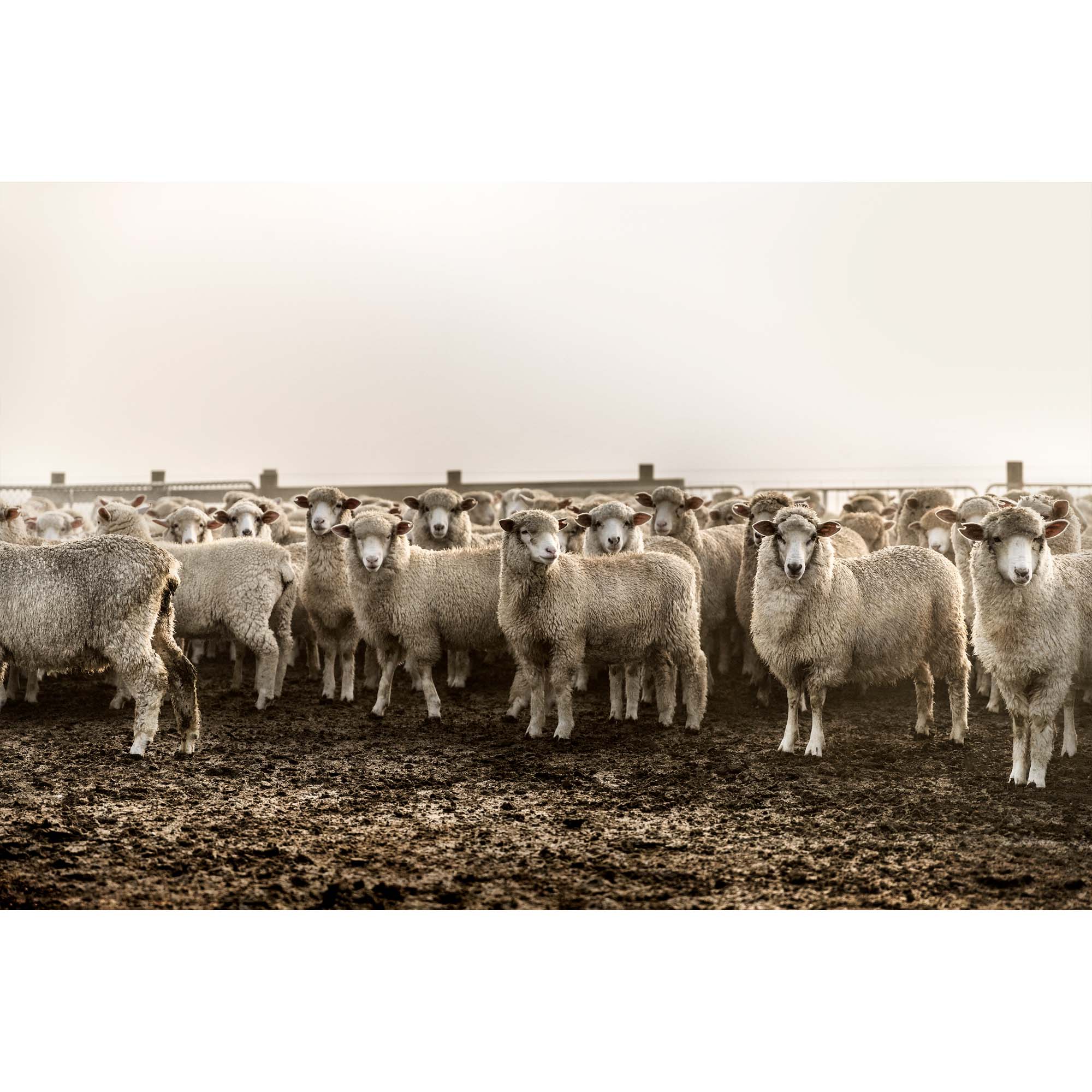 Sheep at New Zealand Sheep Farm, Tadd Myers Photography