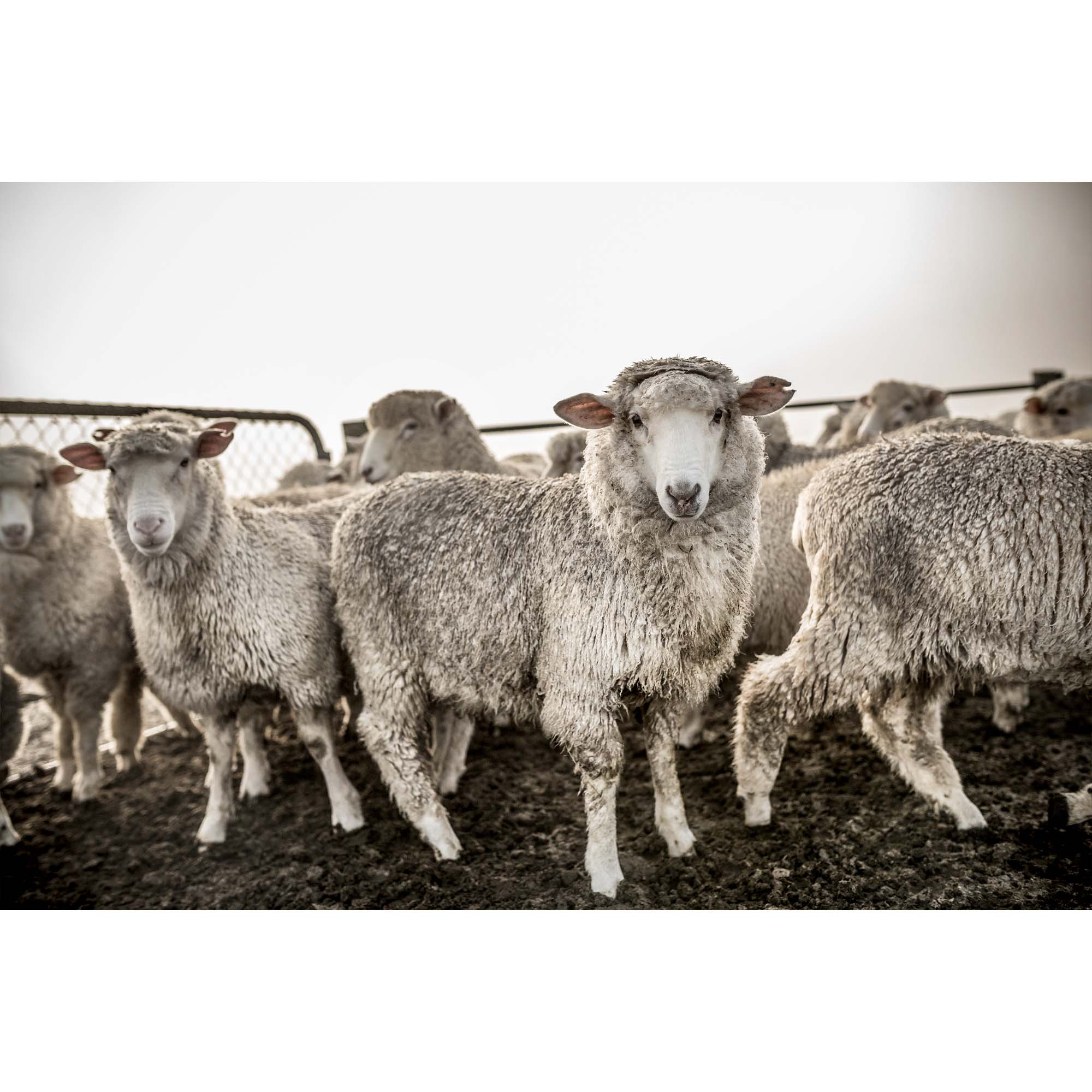 New Zealand Sheep Farm, Tadd Myers Photography