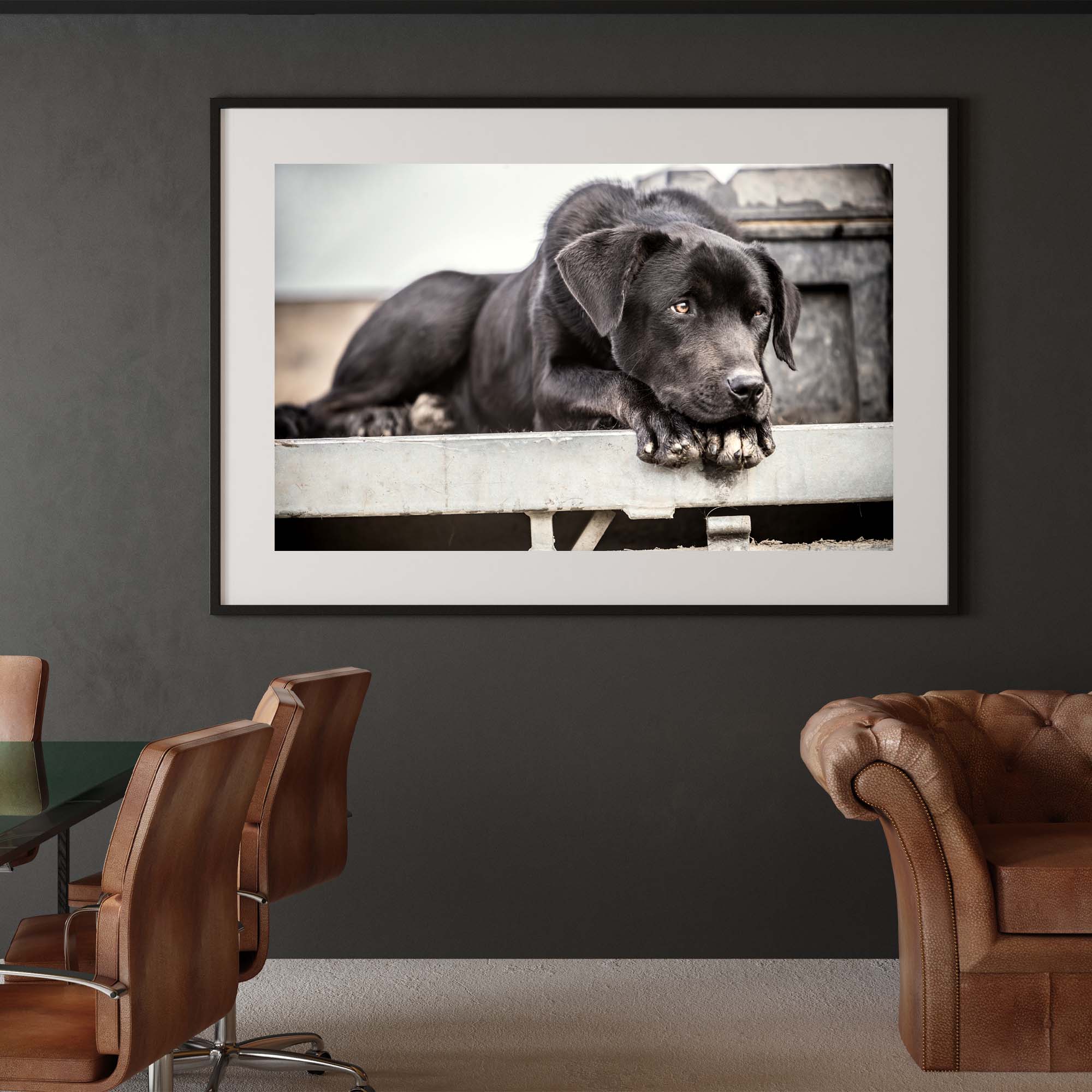 Black Dog on Farm, Tadd Myers Photography
