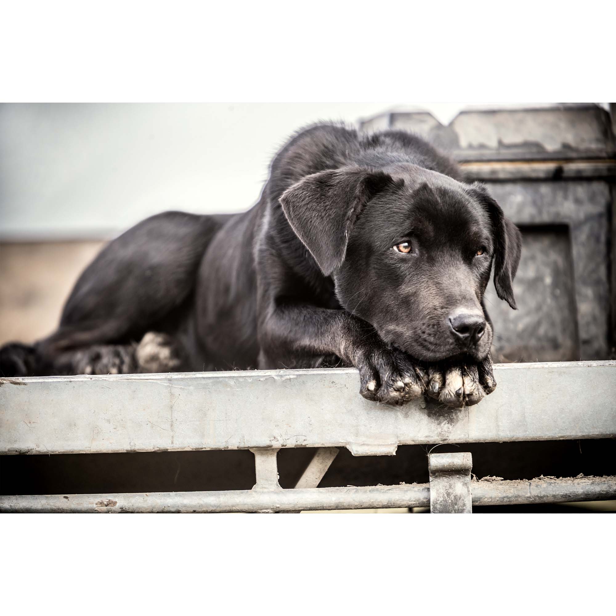Black Dog on Farm, Tadd Myers Photography