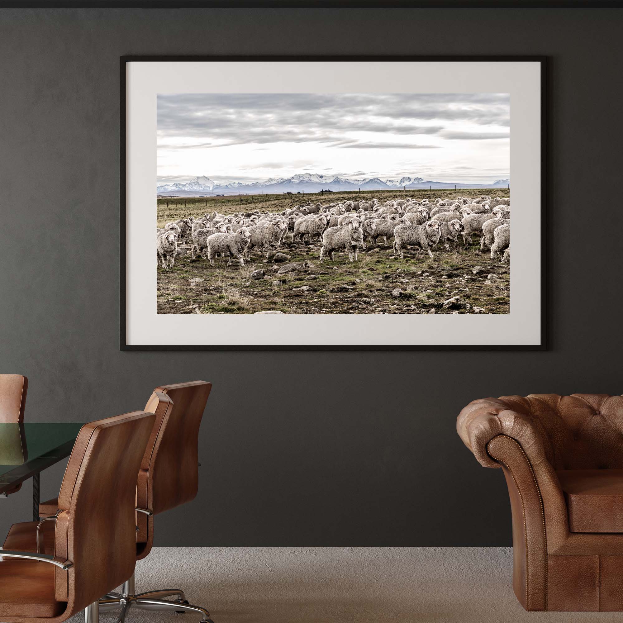 New Zealand Sheep Farm, Tadd Myers Photography