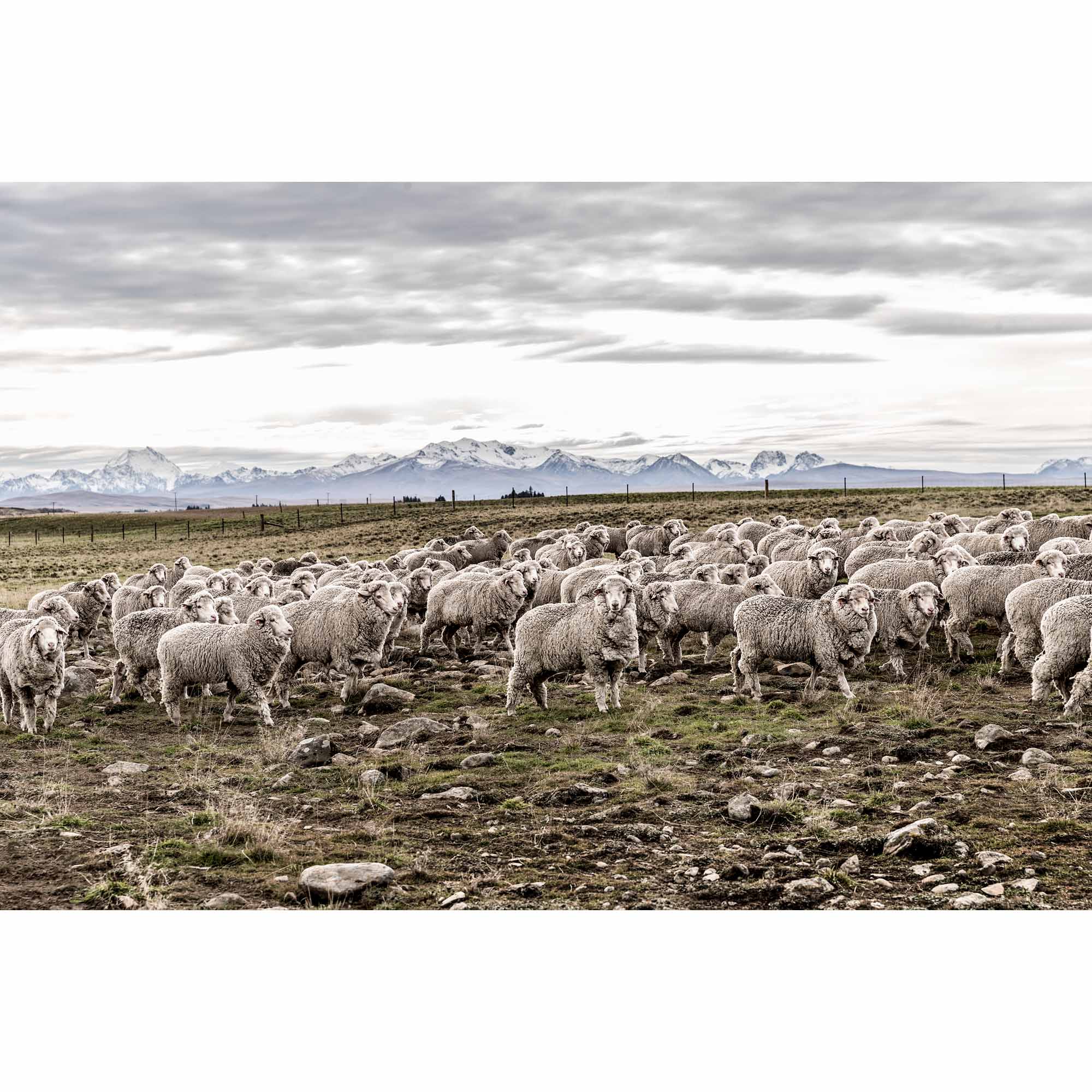 New Zealand Sheep Farm, Tadd Myers Photography