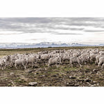 New Zealand Sheep Farms - 9