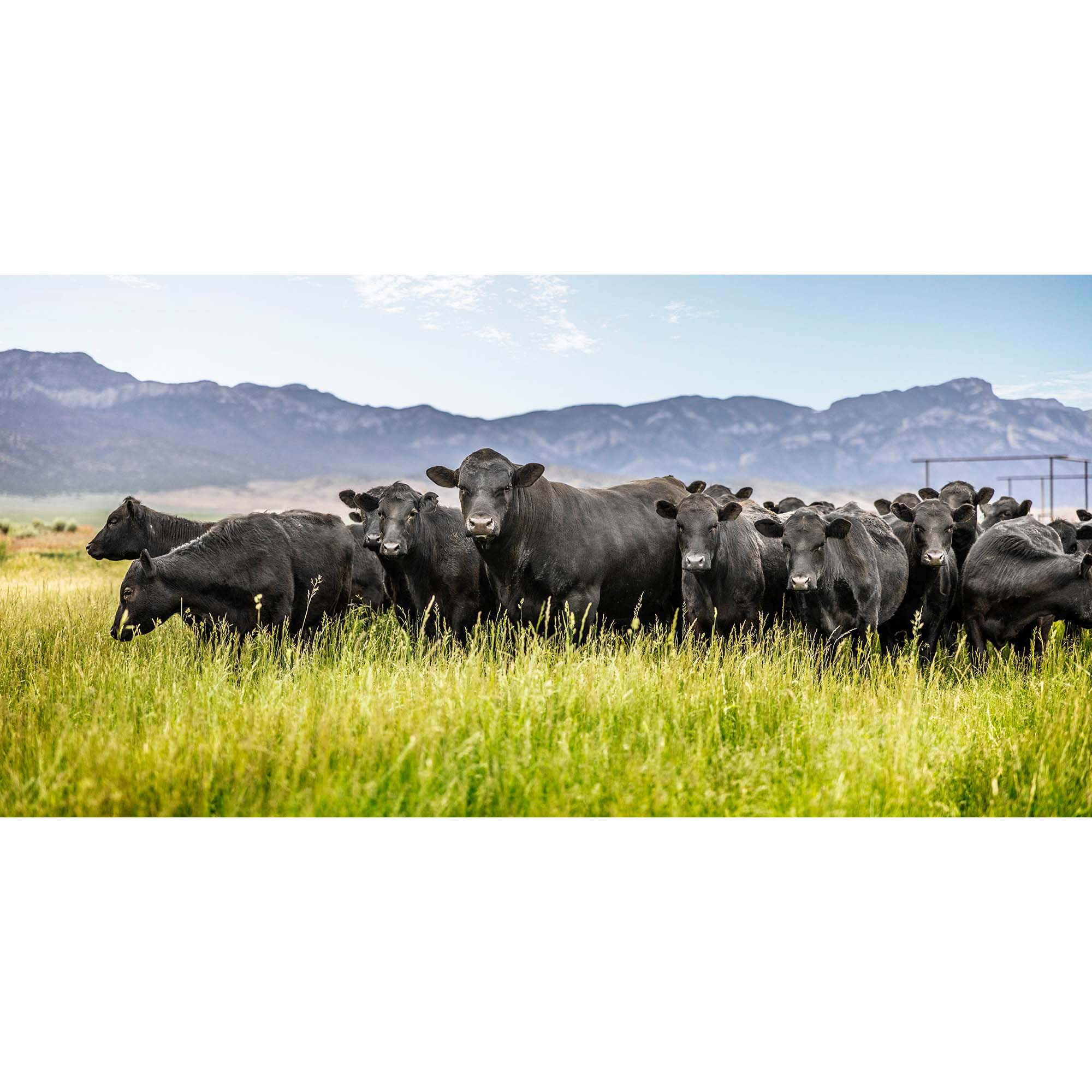 Nevada Cattle Ranch - 10, Taddmyersprint.com