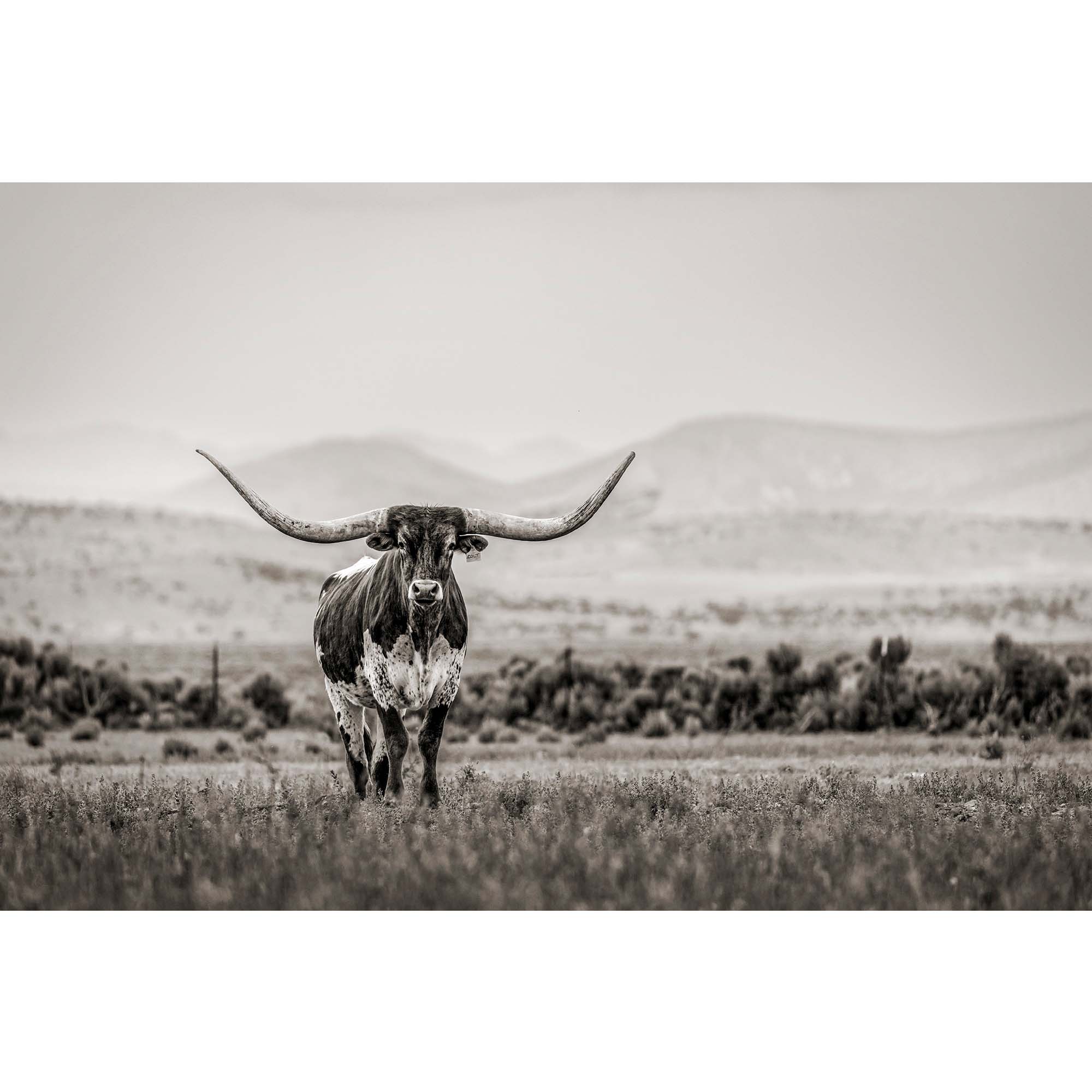 Nevada Cattle Ranch - 11, taddmyersprints.com