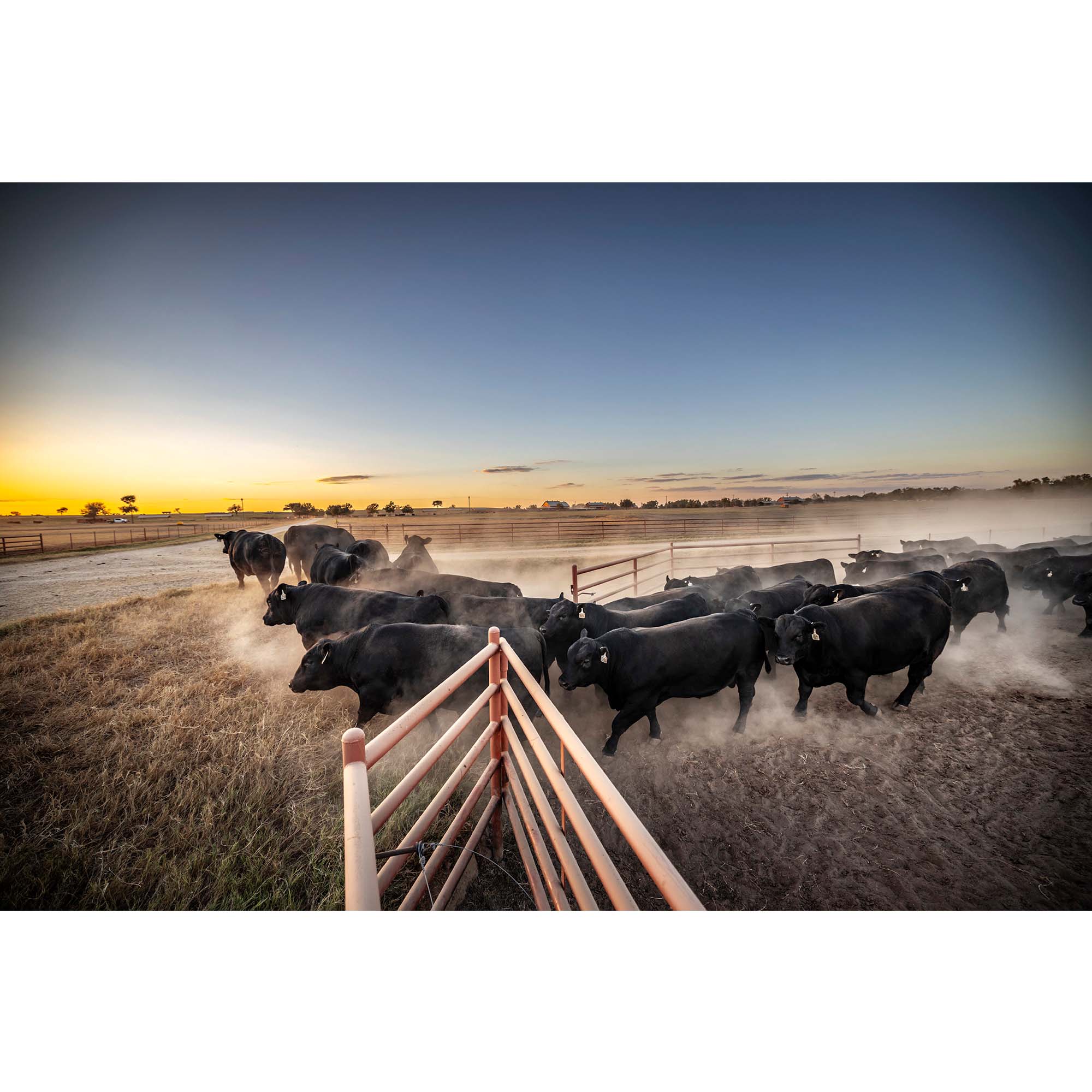 Tadd Myers photography of Texas Cattle Ranch - 1, taddmyers.com