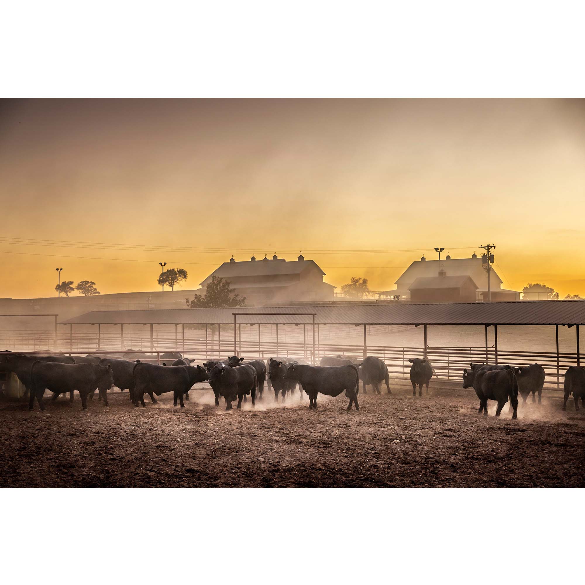 Photo by Tadd Myers, Texas Cattle Ranch - 2, taddmyersprints.com