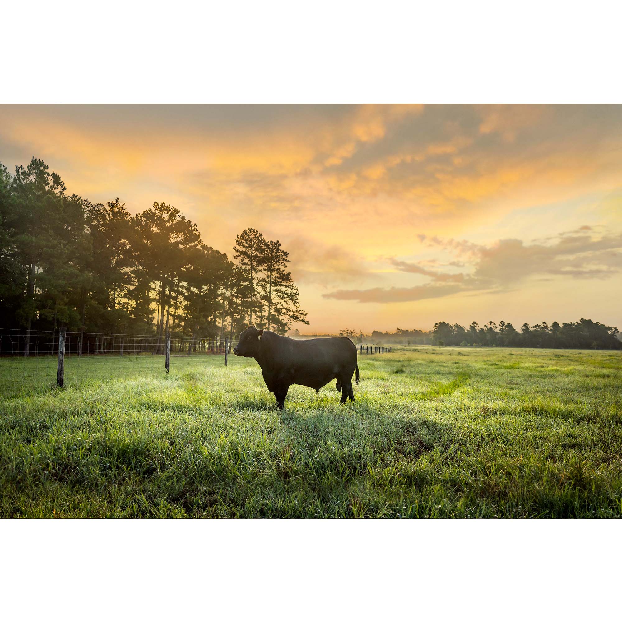 Tadd Myers Texas Cattle Ranch - 3, taddmyersprints.com