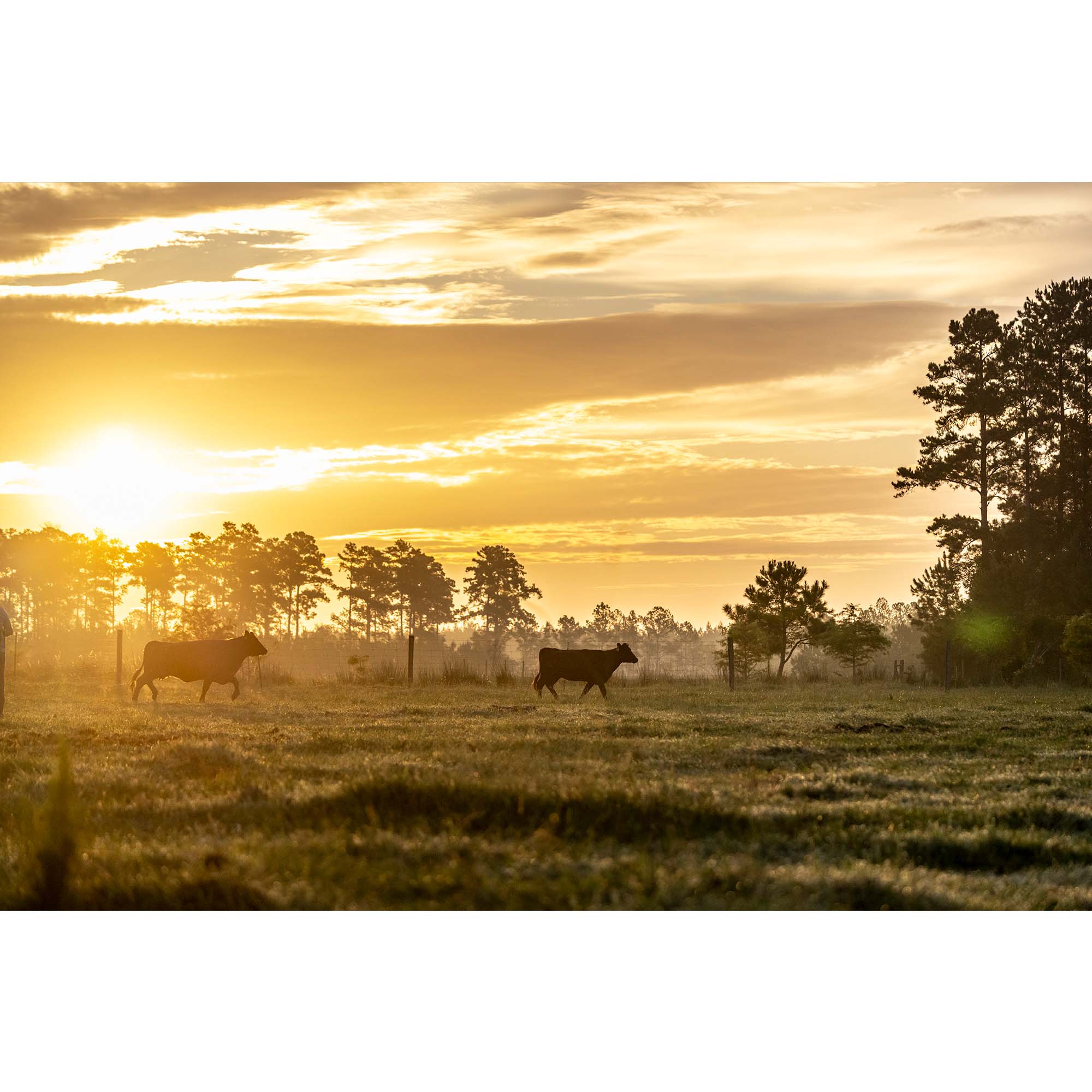 Tadd Myers photography Texas Cattle Ranch - 4, taddmyersprints.com