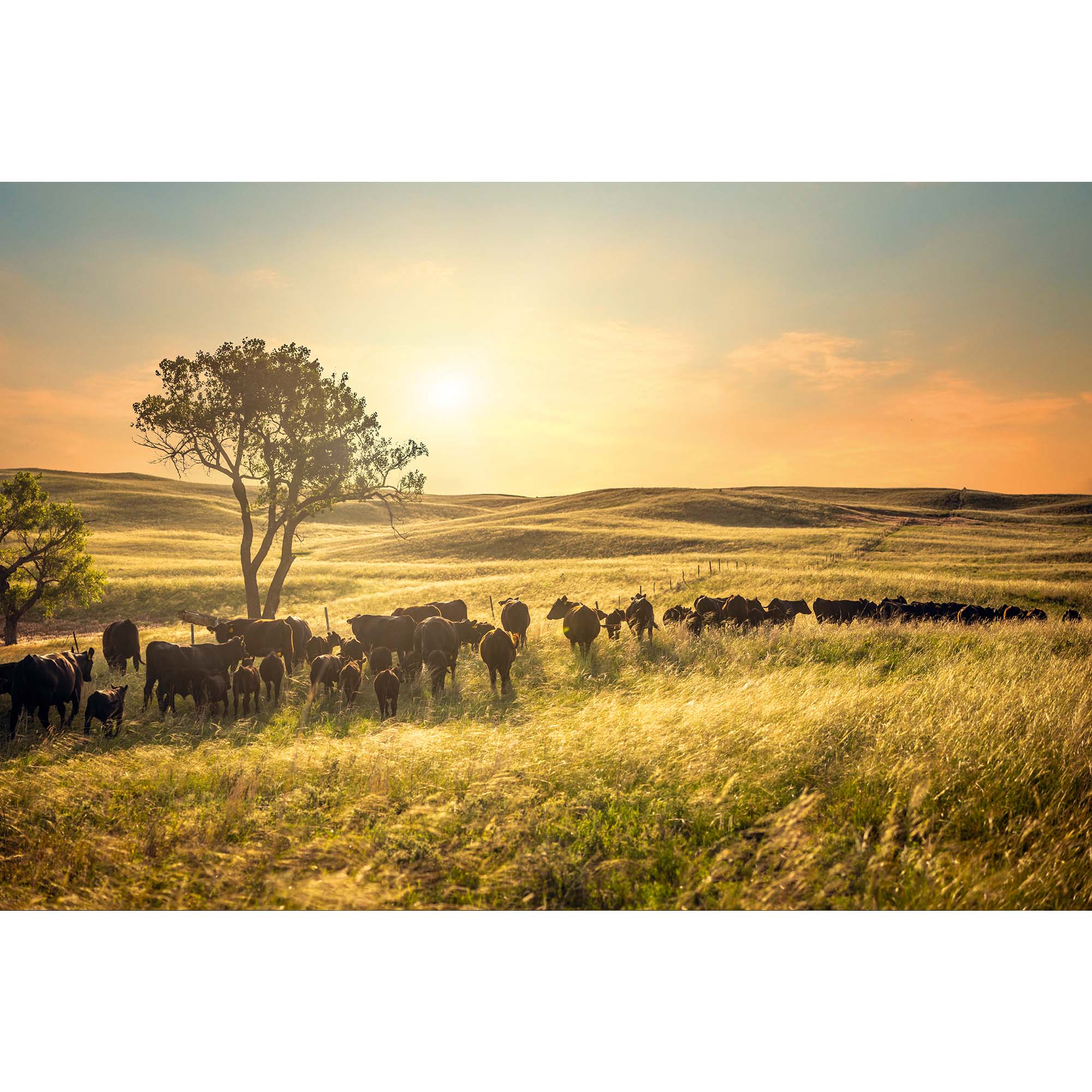 Tadd Myers photographs Nebraska Cattle Ranch - 5, taddmyerspints.com