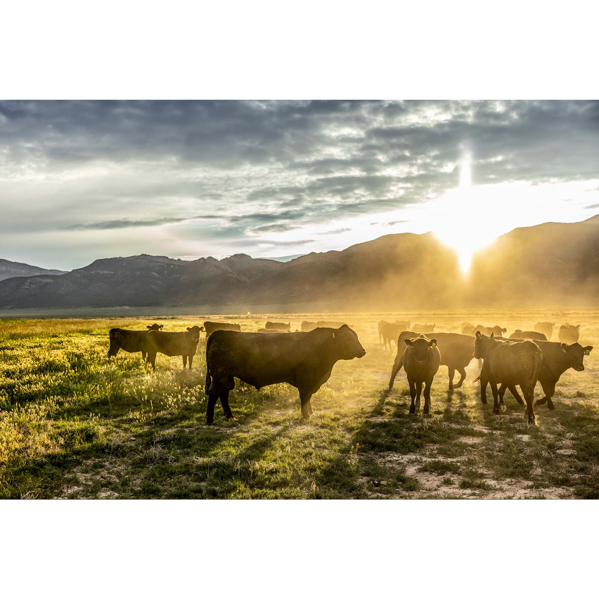 Tadd Myers photography Nevada Cattle Ranch - 6, taddmyersprints.com