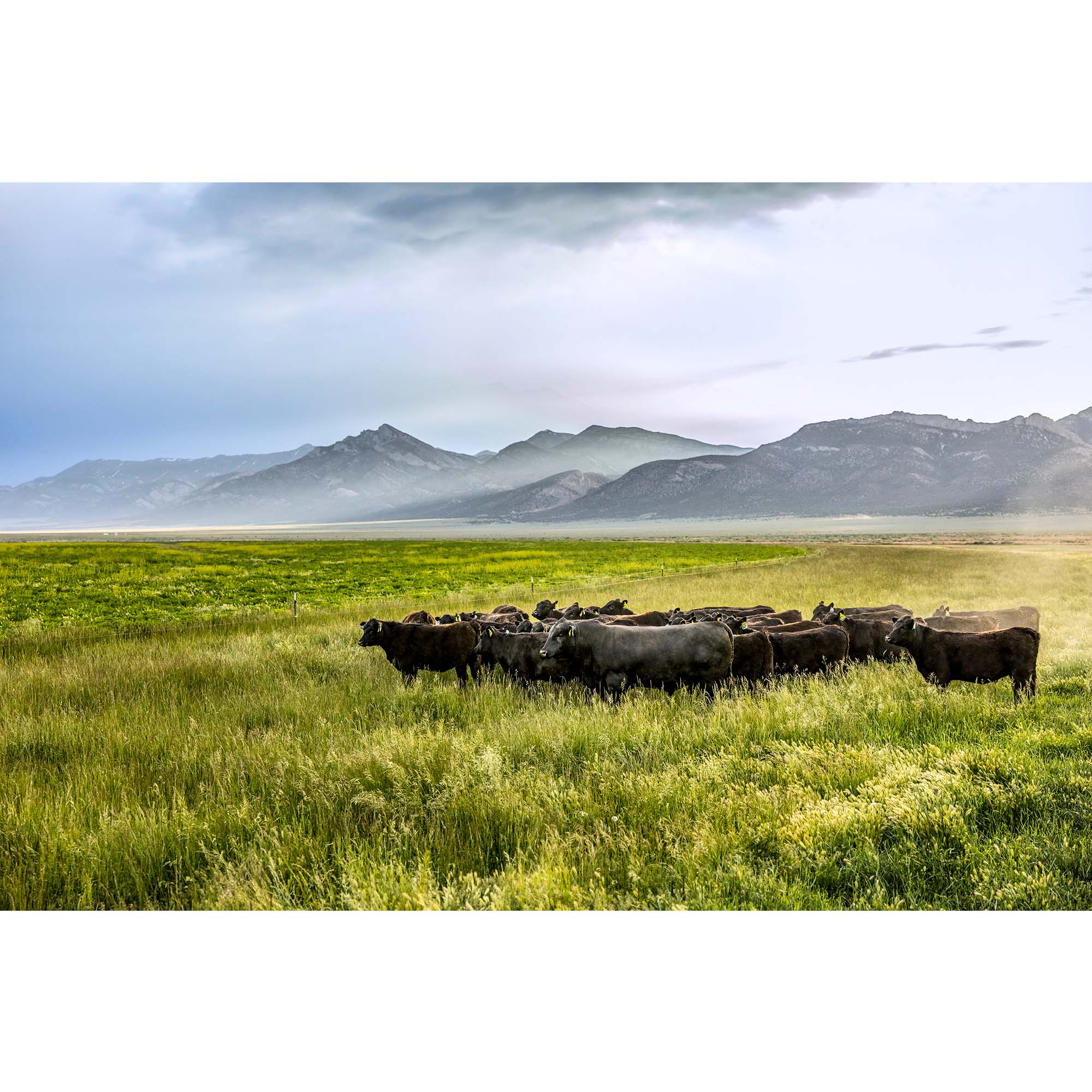 Tadd Myers Photography - Nevada Cattle Ranch - 7, taddmyersprints.com